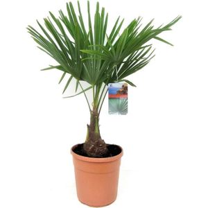 ARBRE - BUISSON Trachycarpus Fortunei - Palmier Exterieur - Pot 21Cm - Hauteur 65-75Cm[H4204]