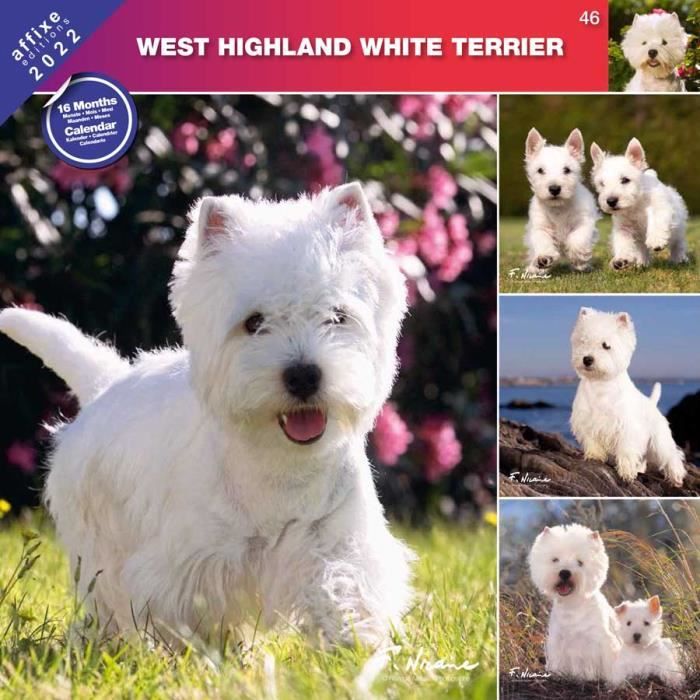 affixe CALENDRIER 2022 WEST HIGHLAND WHITE TERRIER 