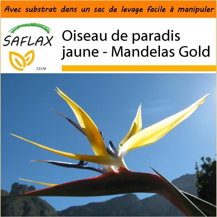 5 pcs // lot Strelitzia reginae graines Strelitzia oiseau de graine de paradis