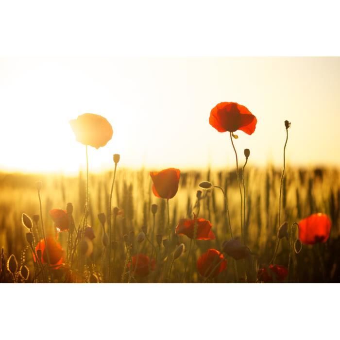 Poster Affiche Coquelicot Champs Nature Soleil Lumiere Fleur Prairie 91cm x 137cm