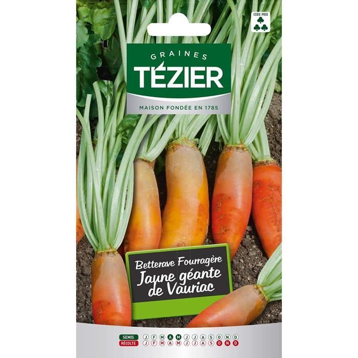 Sachet Graines - Tezier - Betterave fourragère jaune géante de Vauriac - Sachet légume fort grammage - (Mois de semis de 4 à 5)