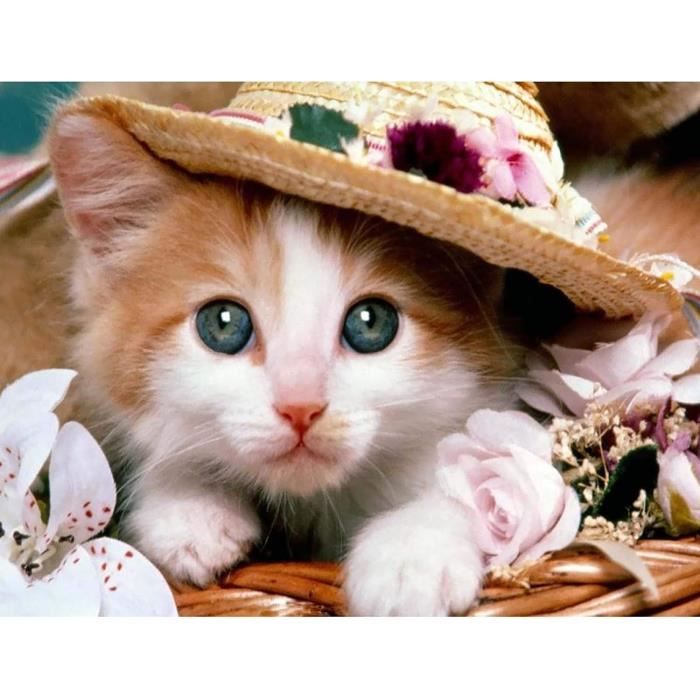 5D Diamant Peinture Kit Complet Animal Mignon, Diy Broderie Diamant Kit Chat Sur Banc Diamond