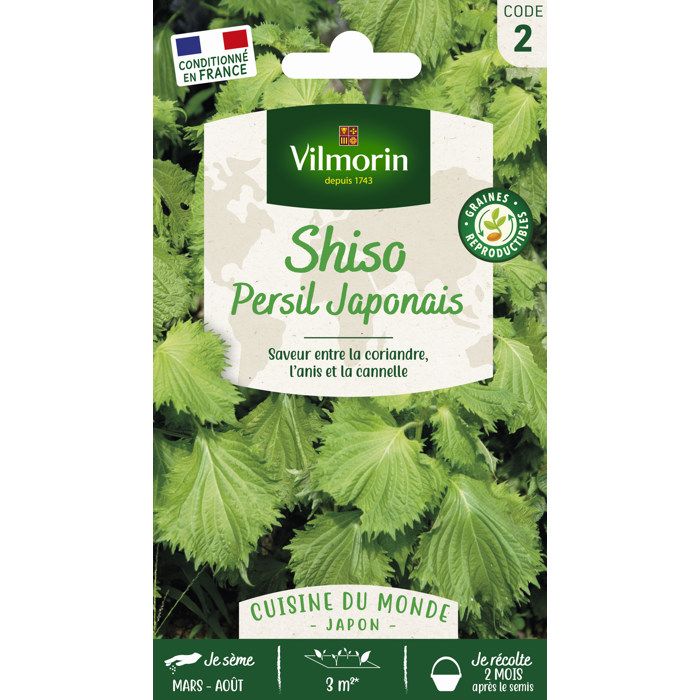 Sachet graines Shiso Vert ( persil japonais )