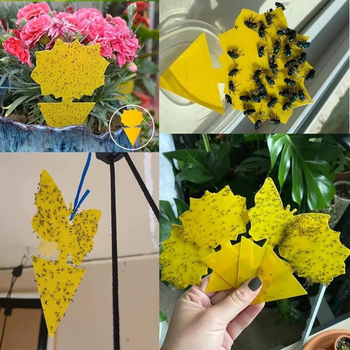 piege anti moucherons plantes interieur attrape moucheron maison puissant tue mouche autocollant jaune pour cuisine cerisier cdiscount jardin