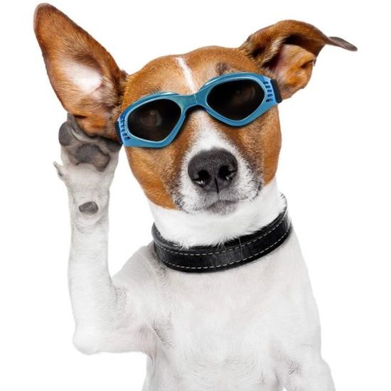 Lunette soleil chien shop