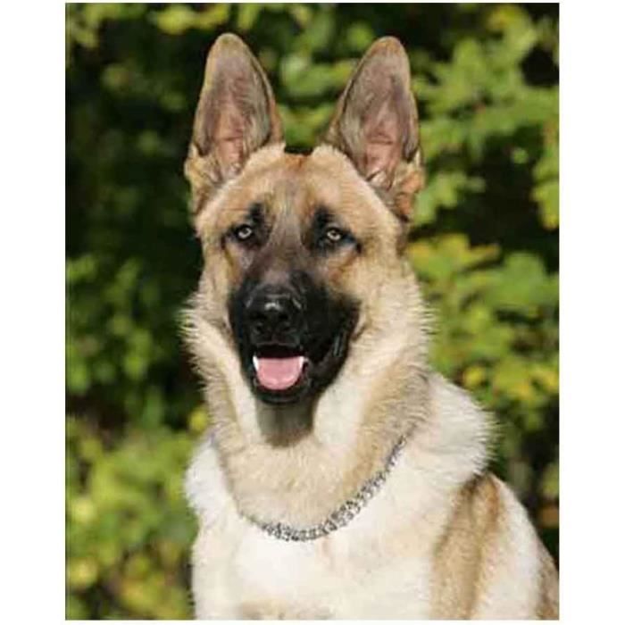 Breloque En Argent Sterling Pour Chien De Berger Allemand