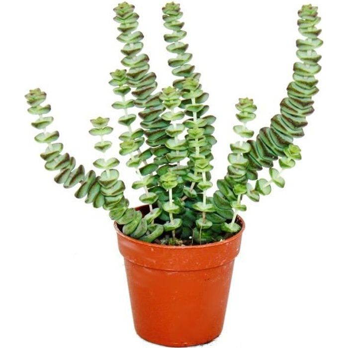 Plante succulente - Crassula Hottentot - feuille épaisse - en