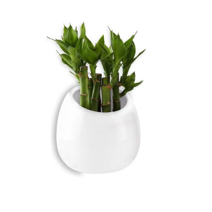 Pot Pour Plantes Mural Blanc 10cm Ceramique Decoration Murale Decoration Pour Salon Maison Jardin Soiree Fete Noel Et Ideal Cadeau Achat Vente Jardiniere Bac A Fleur 2555 Pot Pour Plantes Mural Cdiscount