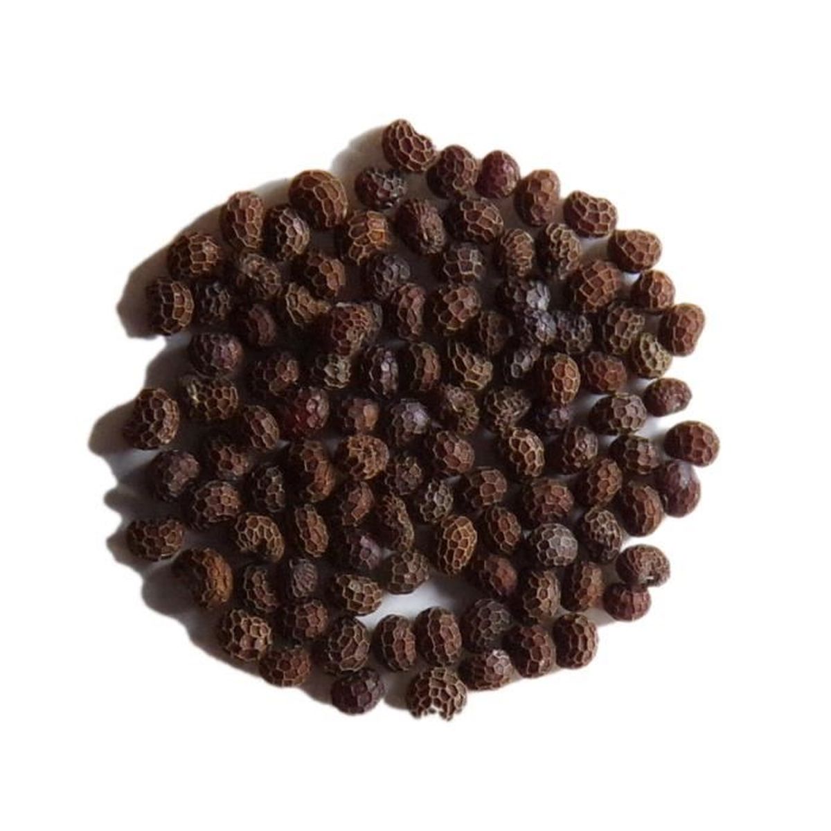 100 graines Papaver paeoniflorum Black Peony Pavot Noir à Fleurs de Pivoi