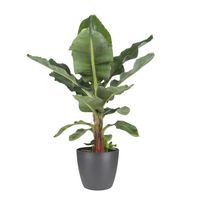 Plante d'intérieur – Bananier en pot de fleur anthracite comme un ensemble – Hauteur: 80 cm XAE3