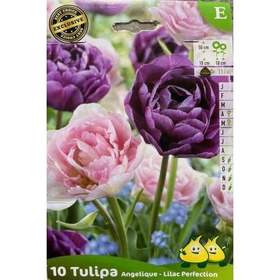 Bulbes à fleurs 'Tulipa Prince Mix' - lot de 40 - FloraStore