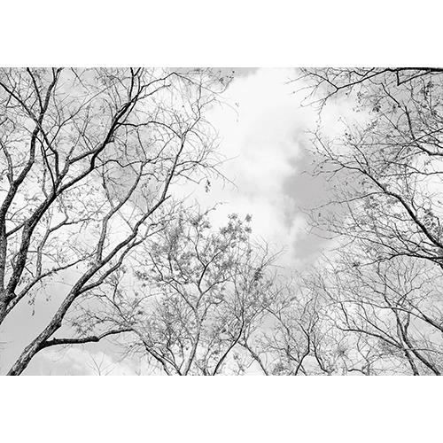 Papier Peint Intissé Couronnes d'arbres Forêt 416x254cm noir et blanc plafond Panoramique Salon Photo Non Tissé Muraux Moderne