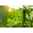 50 Graines de Concombre Marketmore - légumes jardin potager méthode BIO-1