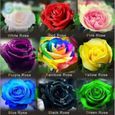 100PCS Mélangé graines de fleurs Holland Rose Graine 1 BEFA2115-0