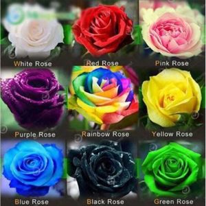 GRAINE - SEMENCE 100PCS Mélangé graines de fleurs Holland Rose Grai