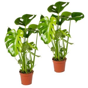 PLANTE POUSSÉE 2x Monstera Deliciosa - Plante trouée - Plante d'intérieur - Purificateur d'air – D17 cm - H50-60 cm