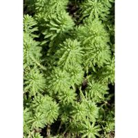 Myriophyllum 'Red Stem' – Featherwort – Plante Oxygène – Zones 2 à 5 – D11 cm - H15-25 cm