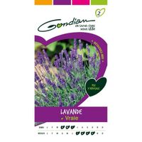 GONDIAN - Graines Légumes : Semences Lavande Vraie Violet