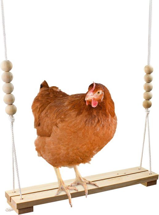 Meilleurs prix pour Jouet de balançoire en bois pour volaille et perroquets perche stable pour poules et canaris soulagement du stress pour oiseaux