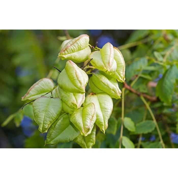 40 Graines D'Ipomée Pourpre - Plante Grimpante Annuelle - Semences Paysannes Reproductibles - 12