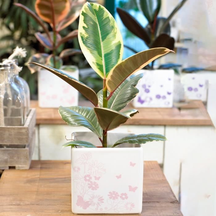 1 Ficus Elastica Tineke Cadeau plante d’intérieur pour la Maison ou le Bureau 30-40 cm en pot