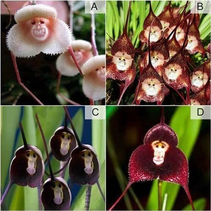 100Pcs Sac Orchidée RARE Orchidée Graines Orchidée Rare Plante Graines Bonsai Flower Seed S 100Pcs Sac Orchidée RARE Orchidée Graines Orchidée Rare Plante Graines Bonsai Flower Seed S