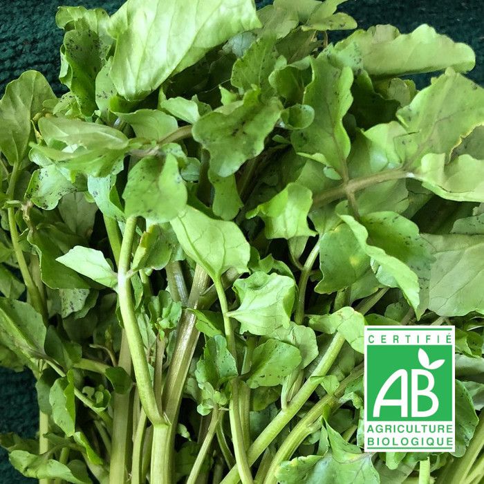 Graines De Cresson De Jardin Batlle - Sachet De Semences Aromatiques, Goût Épicé, Pour Salades, Récolte Rapide, à Semer Toute L'Année - 9