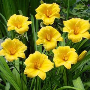 BULBE Bulbes fleurs été Plantes fleuries d’extérieur 1x Rhizome Hémérocalle Jaune Stella d’Oro [98]