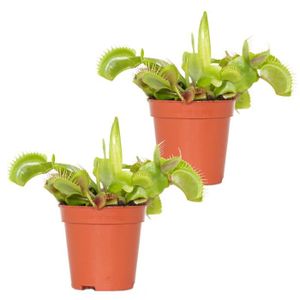 PLANTE POUSSÉE 2x Dionaea Muscipula – Plante carnivore – Facile d
