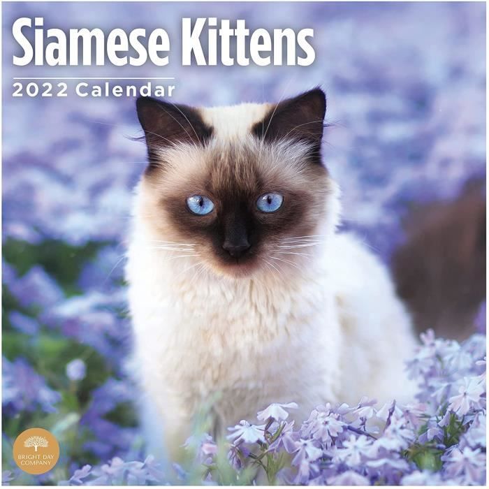 Agenda - Calendrier Chats et chatons 2024 - Cdiscount Beaux-Arts et Loisirs  créatifs