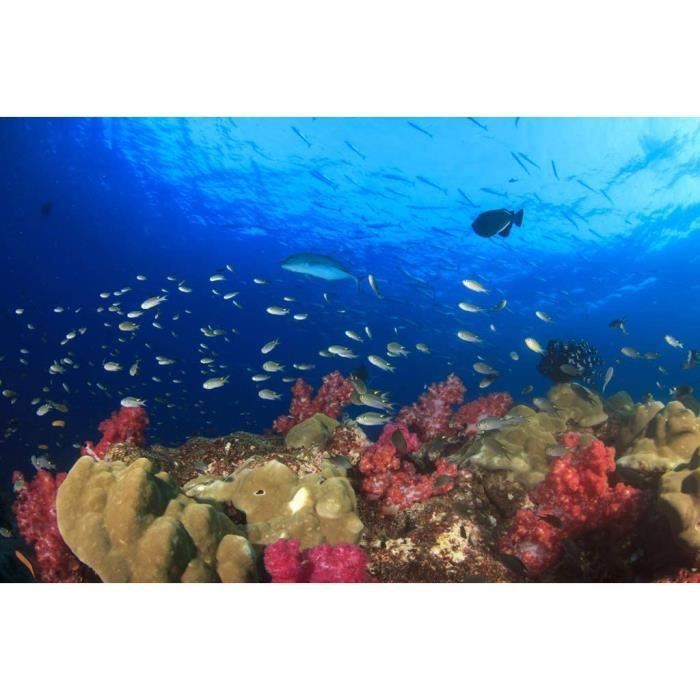 Puzzle En Bois 434 Pièces - Paysage Côtier - Pour Adultes - Marque FoxSmartBox - Année 2024