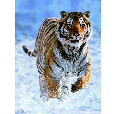Puzzle Tigre dans la neige - RAVENSBURGER - 500 pièces - Animaux - Mixte