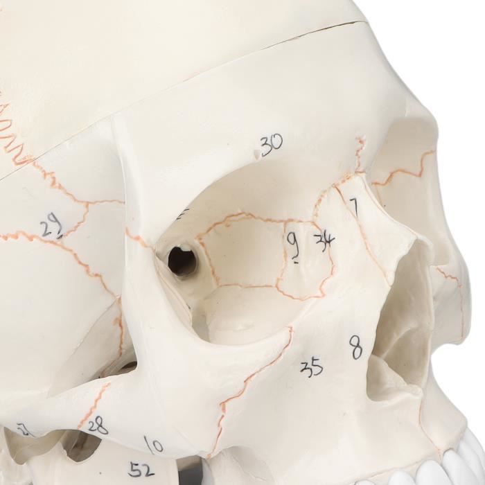 Modèle de crâne humain Rdeghly, modèle de dessin, 1pc résine blanche crâne  humain taille réelle modèle de dessin réplique dessin ornement de fête 