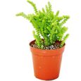 Succulente - Crassula lycopodioides - queue de souris - en pot de 5,5cm-0