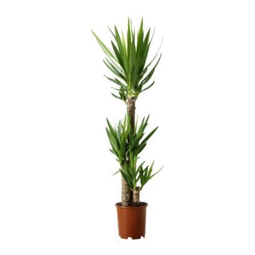 Yucca 3 pieds 80-100 cm