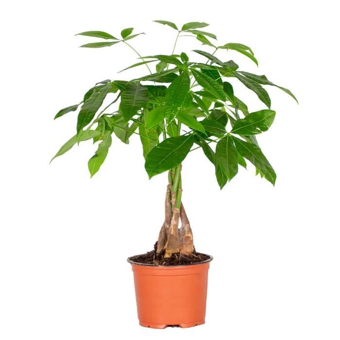 Pachira Aquatica - Money Tree - Plante d'intérieur - Peu d'entretien – D12 cm - H25-35 cm