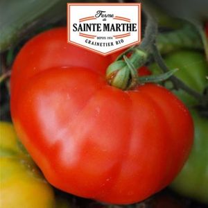GRAINE - SEMENCE Tomate Marmande - 50 graines - La ferme Sainte Mar