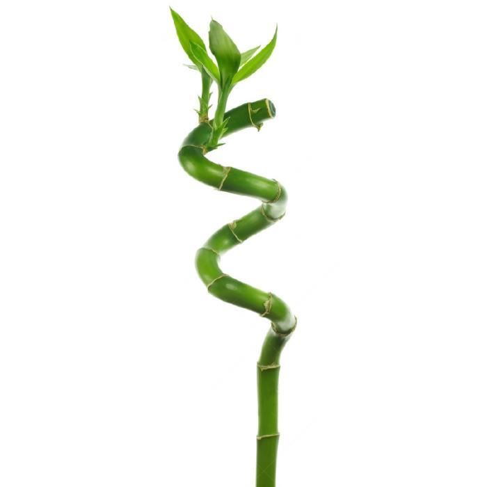10 Lucky Bambou 40 cm Tiges spiralées pour Plante en pot d'intérieur Rebord de fenêtre