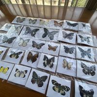 Objets décoratifs,Rhopalocera naturelle non montée,Le Papillon,spécimen de Papillon,matériel d'art,décor- HD 10PC[A68]