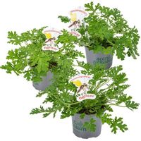 3x Pelargonium Graveolens – Géranium Citronné – Anti-moustique - Parfumé – D10.5 cm - H15-20 cm