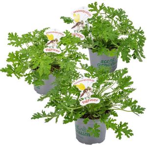 PLANTE POUSSÉE 3x Pelargonium Graveolens – Géranium Citronné – Anti-moustique - Parfumé – D10.5 cm - H15-20 cm