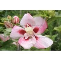 Hibiscus rose coeur rouge greffé SYRIACUS 30-50cm