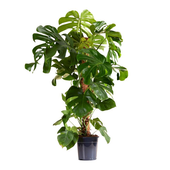 monstera-deliciosa-avec-tuteur-mousse-xxl-120-140-cm-pot-24-cm