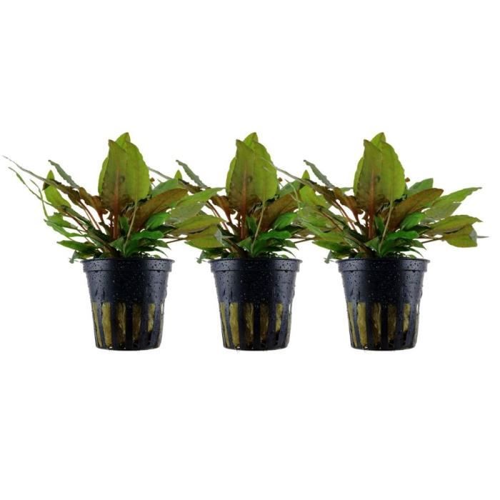 Comparer les prix de AquaOne Plantes d'aquarium - Pack de 3 plantes No.309E