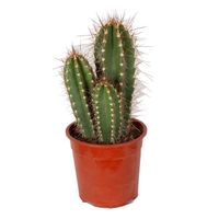 Cactus et plante grasse – Cactus Caripari – Hauteur: 50 cm XEEF