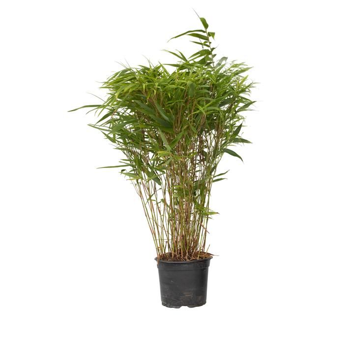 Bambou Non Traant 1m50null