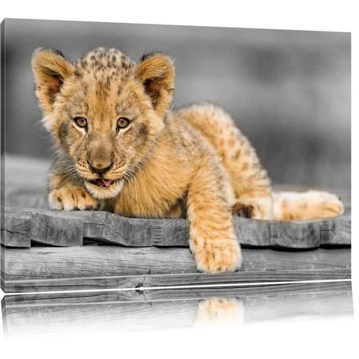 Toile Imprime Petit Lionceau Sur Des Planches En Bois Noir Blanc Completement Encadrees Avec Civiere Wall Art Print Sur Le Ca Cdiscount Maison
