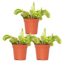 3x Dionaea Muscipula – Plante carnivore – Facile d'entretien D6 cm – H05-10 cm