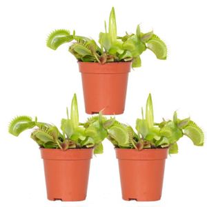 PLANTE POUSSÉE 3x Dionaea Muscipula – Plante carnivore – Facile d'entretien D6 cm – H05-10 cm