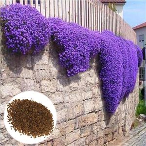 GRAINE - SEMENCE 500 pièces Graines de cresson, fleurs de balcon, violet